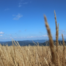 IMG_1420 IMG_1420